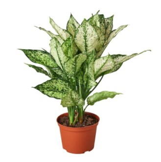 Variegated Dieffenbachia houseplant in a pot