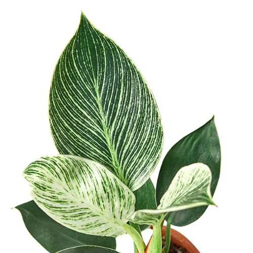 Variegated green and white houseplant leaves against a white background.