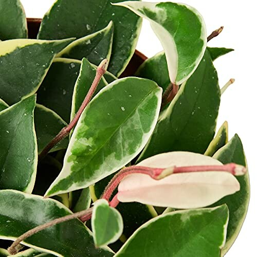 Close-up of variegated hoya plant leaves