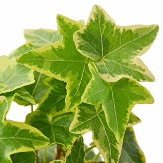 Close-up of variegated ivy leaves with green and yellow edges.