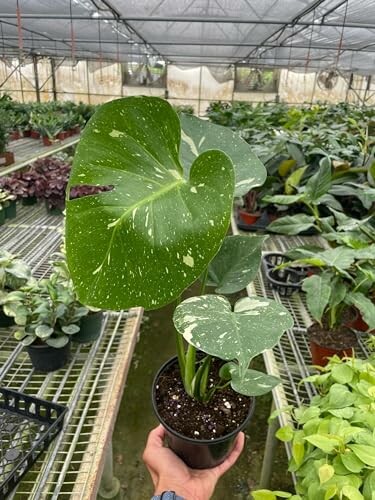 Variegated Monstera plant in a greenhouse.