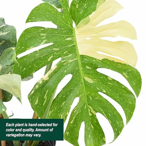 Variegated Monstera leaf with green and cream colors