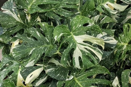 Variegated Monstera plant in a greenhouse.