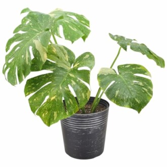 Variegated Monstera plant in a pot