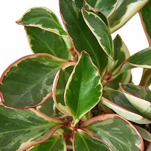 Close-up of variegated peperomia plant leaves with green and red edges