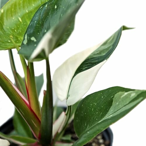 Variegated philodendron plant with green and white leaves.