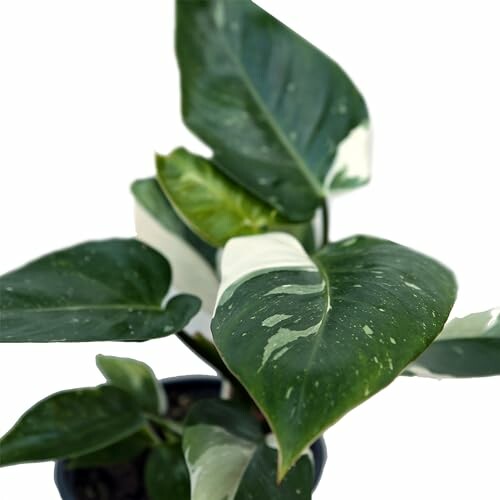 Variegated philodendron plant with white and green leaves.