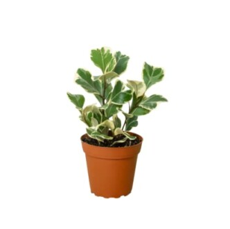 Variegated plant in a terracotta pot