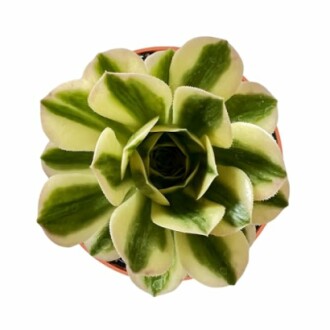 Top view of a variegated succulent plant.