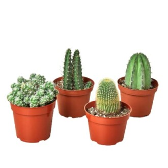 Cactus Bundle