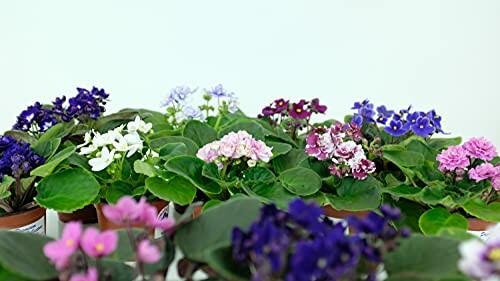 Assorted African violet plants with colorful blooms