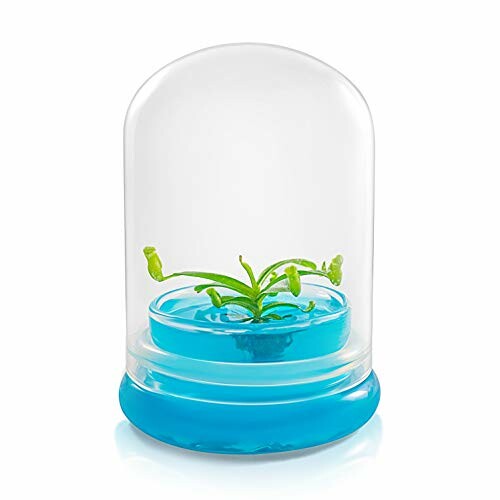 Venus flytrap plant in a clear dome with blue base