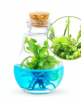 Venus flytrap plant in a glass bottle with blue liquid.