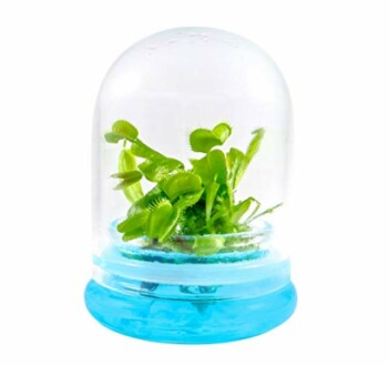 Venus flytrap in a clear dome terrarium