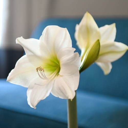 White amaryllis flower in bloom