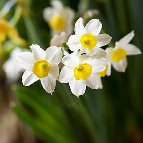 Close-up of white daffodils with yellow centers