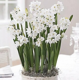 White daffodils in a pot on a table