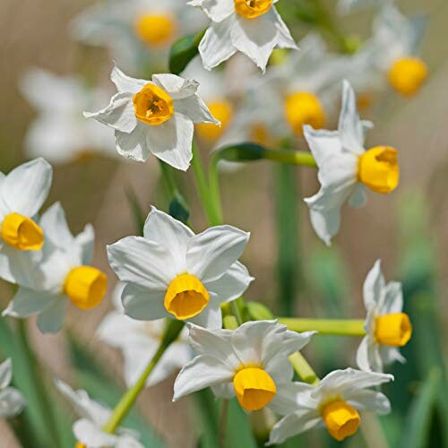 Cluster of white daffodils with yellow centers in bloom