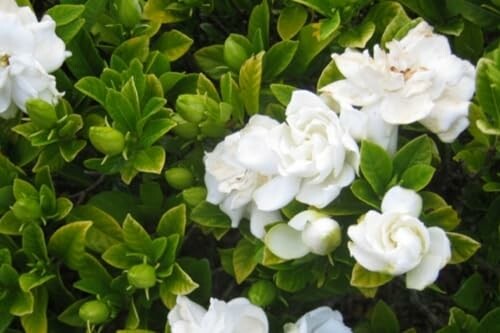 White gardenia flowers with green leaves