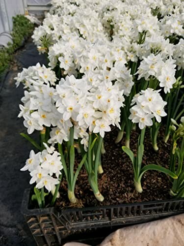 Tray of blooming white narcissus flowers