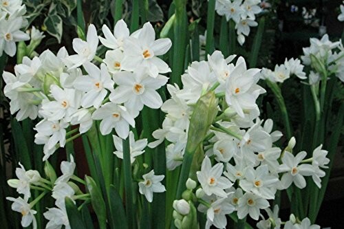 Cluster of blooming white paperwhite flowers with green stems