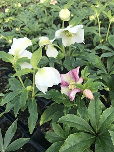 White and pink hellebores blooming in a garden