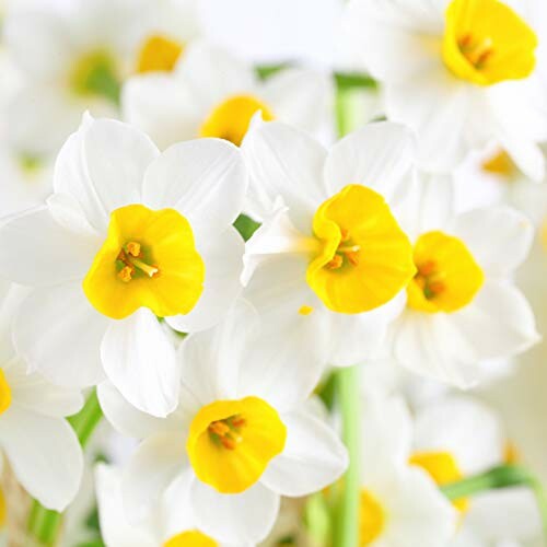 Close-up of white and yellow daffodils in bloom.